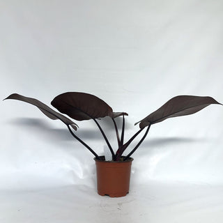 Z-2129 - Philodendron 'Orange Princess'