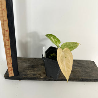 Anthurium 'Jean-Claude Van Damme' x 'Arnold Schwarzenegger' [#2088]