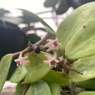 Hoya verticillata