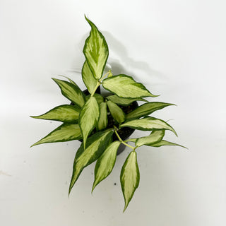 Hoya polyneura (inner variegated) [#2124]