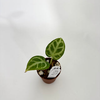 Anthurium 'Silver Blush' x self - Seedling [#1176]