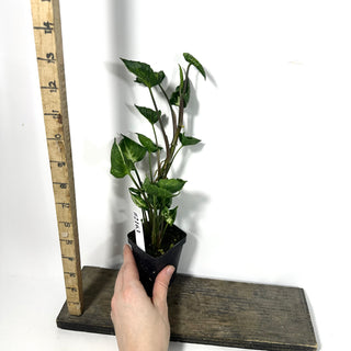 Syngonium 'Godzilla' [#2163]