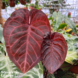 Anthurium 'Tezula Dreamweaver'/dorayaki x 'Prince of Darkness' - 2 Seedlings [#1339]