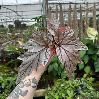 Begonia 'Lamoon' [#1815]