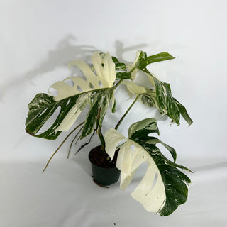 Z-4431 - Monstera deliciosa var. borsigiana albo-variegata