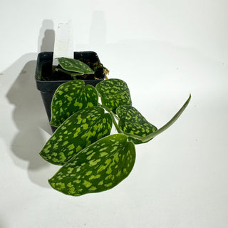 Z-4990 -  Scindapsus pictus "Green Form" (Hassk)