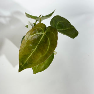 Anthurium carlablackiae x 'Arnold Schwarzenegger' - 2 Seedlings [#1623]