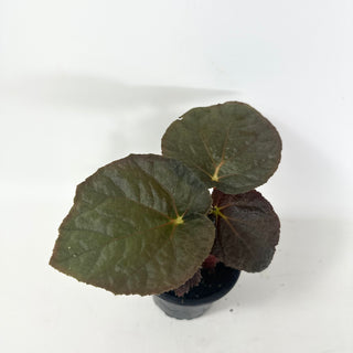 Begonia 'Steve's Leaves Black Hole Sun' [#1926]