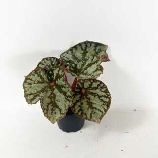 Begonia 'Steve's Leaves Frostbite' [#1929]
