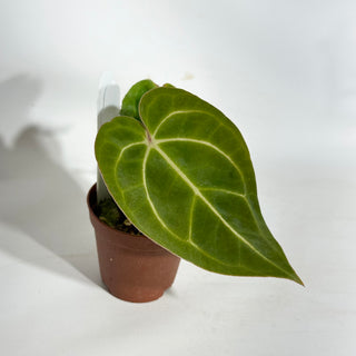 Anthurium 'Zara' x carlablackiae - 2 Seedlings [#1896]