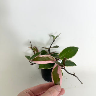Hoya carnosa 'Purple Pride' [#1998]