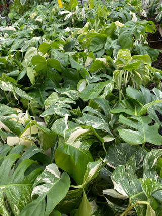 Monstera deliciosa var. borsigiana albo-variegata