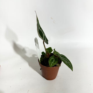 Anthurium 'Brielle'/'Michelle' x self - 2 Seedlings [#1985]
