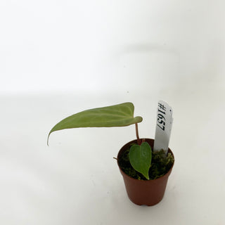 Anthurium 'Amelia's Delight' x 'Delta Force' - Seedling [#1657]