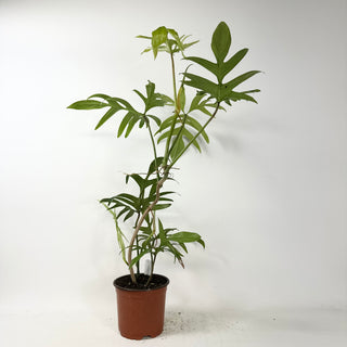 Philodendron pedatum var. Quercifolium (Non-TC) [#2436]