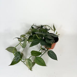 Philodendron 'Burle Marx Fantasy' - 5.5" Pot (XL) [#2096]