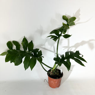 Philodendron distantilobum (Non-TC) - 5.5" Pot [#2036]