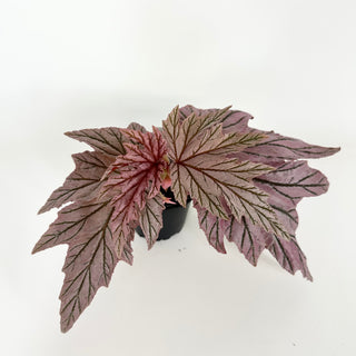 Begonia 'Lamoon' [#2128]