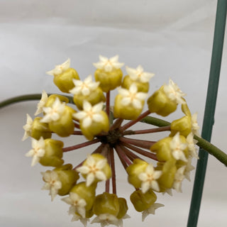 Hoya sp. UT 038 'Flores Island'