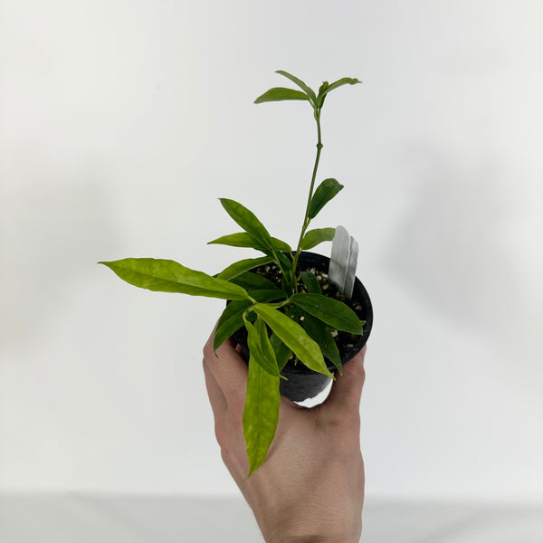 ごろ様 HOYA 2点 250624 ごろ様 HOYA 2点 250624 ごろ様 HOYA 2