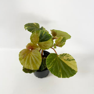 Begonia cucullata (variegated) [#2492]