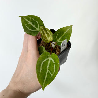 Anthurium magnificum/‘Silver Blush' x 'Arnold Schwarzenegger' [#1677]