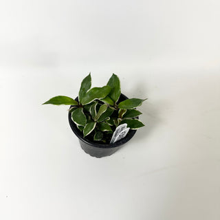 Hoya carnosa 'Holliana' [#2032]