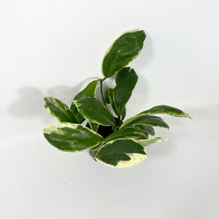 Hoya incrassata 'Eclipse' [#2082]