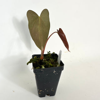 Anthurium indo portillae x papillilaminum SL #1 [#2081]
