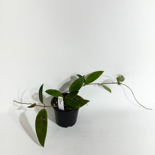Hoya minahassae