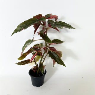 Z-5234 - Begonia 'Ginny Galaxy'