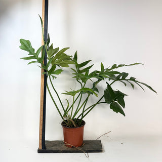 Philodendron ‘Steve’s Leaves Chainsaw’ [#2431]