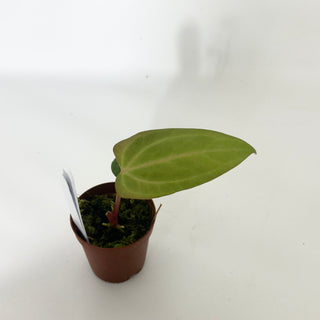 Anthurium 'Amelia's Delight' x 'Delta Force' - Seedling [#1657]