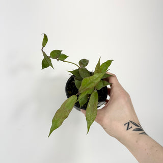 Hoya pusilla Malaysia