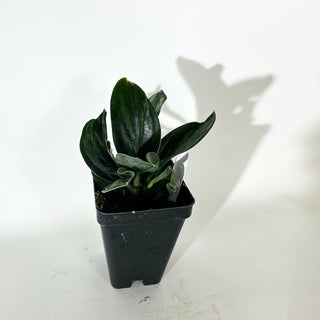 Scindapsus treubii (Dark Form) variegata [#2050]