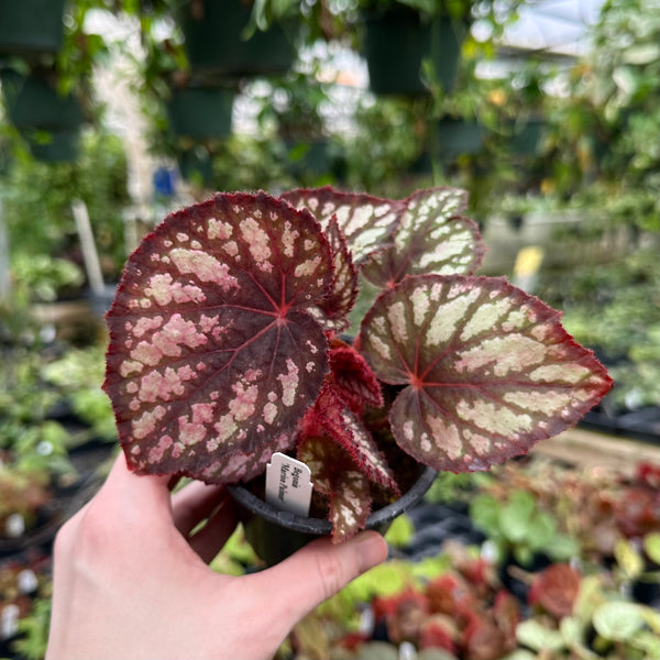 Begonia 'Marion Palmer' – Steve's Leaves