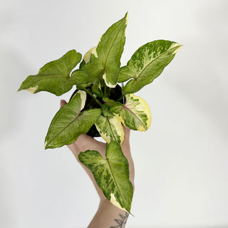 Syngonium 'White Princess' [#1595]