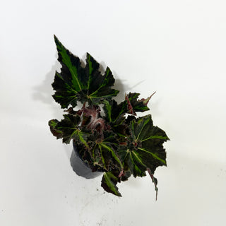 Begonia 'Texas Red Star' [#2098]