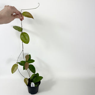 Hoya sp. Papua Skow [#1810]