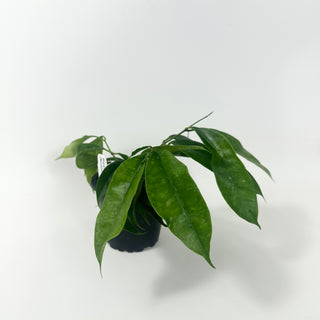 Hoya mappigera Borneo