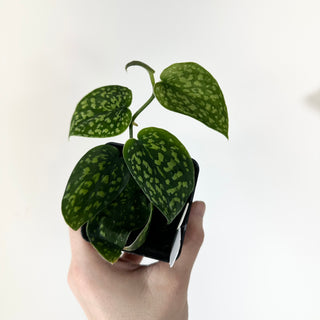 Scindapsus pictus "Green Form" (Hassk) [#2048]