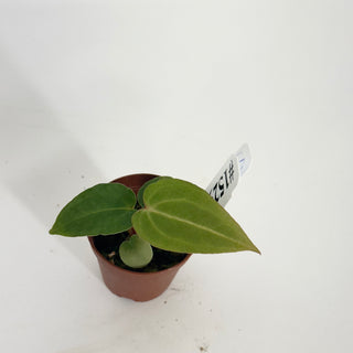 Anthurium 'Savannah' x 'Prince of Darkness' - Seedling [#1529]