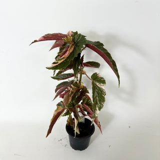 Z-5234 - Begonia 'Ginny Galaxy'