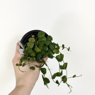 Dischidia imbricata [#2305]