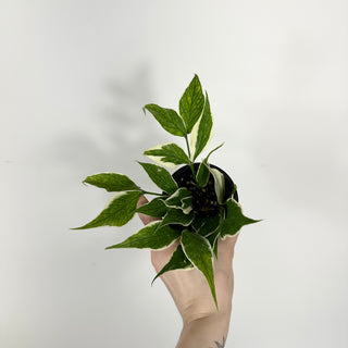 Hoya polyneura (outer variegated) [#2300]