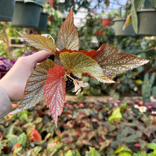 Begonia 'Lots of Dots'