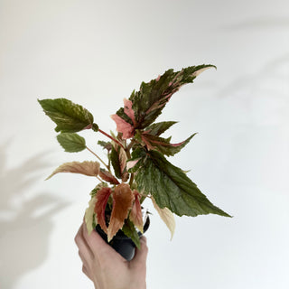 Begonia 'Ginny Galaxy' [#2016]