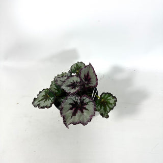 Begonia 'Harmony's Strawberry Shortcake' [#2167]