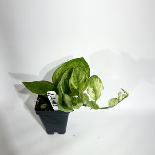 Z-4909 - Scindapsus treubii 'Moonlight Mint'