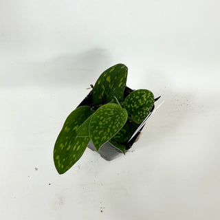 Z-5373 - Scindapsus pictus "Green Form" (Hassk)